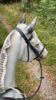 Reiten ohne Angst