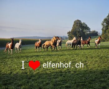 Reitlager auf dem Elfenhof