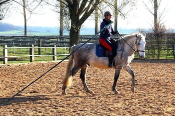 Reitunterricht, Doppellonge, Bodenarbeit, Beritt, Christiane Jenny Müller, Riding Lessons, Ergersheim
