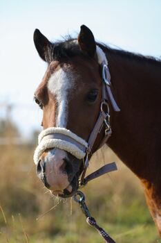 Reitbeteiligung für Herzenspony, Birgit Ahlers, Horse Sharing, Schürensöhlen 