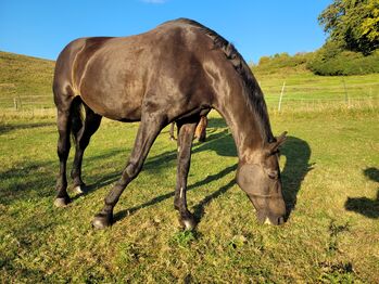 Reitbeteiligung für unseren Anglo-Araber (ca. 1,73 m) gesucht