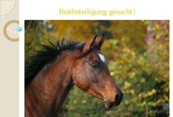 Reitbeteiligung Verfügung, Franzi, Horse Sharing, Schladen