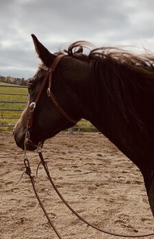 Reitbeteiligung WESTERNREITEN zu vergeben, Millbrook Ranch, Horse Sharing, Leutkirch im Allgäu