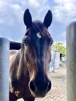 Reitbeteiligung für liebe Stute in 67259 Beindersheim gesucht, Stefanie & Christian , Horse Sharing, Frankenthal/Pfalz