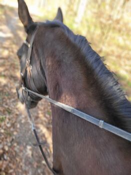 Reitbeteiligung für unseren Anglo-Araber (ca. 1,73 m) gesucht