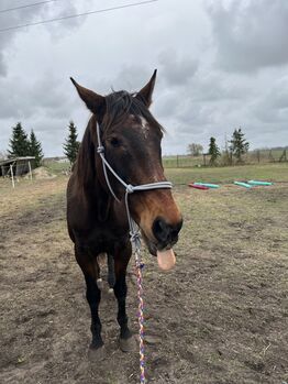 Reitbeteiligung ( Pferd sucht Reiter )