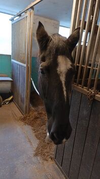 Reitbeteiligung für aktiven Spanier