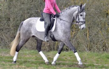 ✨ Rittige Lusitano Stute mit angenehmer Art sucht neues Zuhause ✨