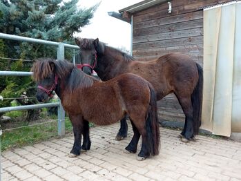 Reit - und Pflegebeteiligung, Silke Binder, Horse Sharing, Wannweil