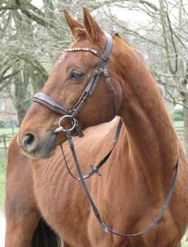 Reit/Pflegebetiligung fuchs wallach, Westfale  2003, Svea Ehrhardt , Horse Sharing