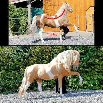 Reitkunst, Reitunterricht, Reitlehrer, Barockreiten