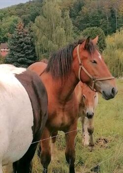 Rheinisch Deutsches Kaltblut x Mecklenburger Kaltblut Stute, Julia Stahl, Horses For Sale, Bleicherode