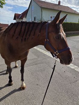 Reitbeteiligung für Dahly