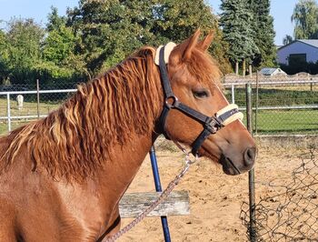 Reitpony Jährling, Mutter Connemara, Sandra Jacobi, Horses For Sale, Hamwarde