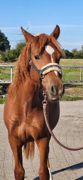 Reitpony Jährling, Mutter Connemara