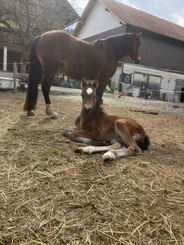 Reitpony Stute zu verkaufen