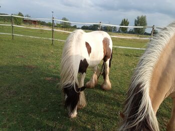 Fahrpony oder Kinderpony in gute Hände