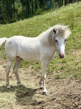 Reitpony für Kinder, Katrin , Horses For Sale, Krottendorf-Gaisfeld