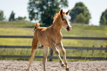 Reitpony Welsh Pony Kinderpony, Karina Fischer, Horses For Sale, DROBOLLACH 