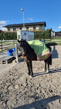 Reitpony Welsh Pony Kinderpony