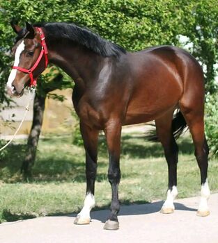 RINUS SPORT PFERD, Károly , Horses For Sale, Kecskemét 