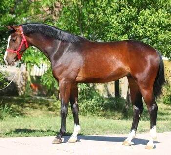 RINUS SPORT PFERD