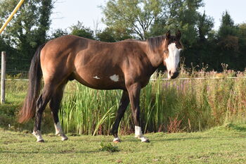 Rising 3yo gelding