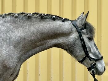 ✨ Rittige Lusitano Stute mit angenehmer Art sucht neues Zuhause ✨, F.L, Pferd kaufen, Würzburg