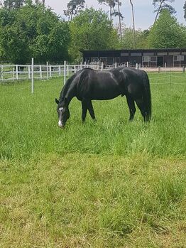 Rittiger, bildhübscher Quarter Horse Wallach