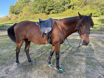 ROC Wanderreitsattel Dressur Inglish Mono E16 34, ROC Inglish Mono, Celina, Sonstiger Sattel, Gelenberg