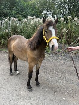 1 year old Dartmoor colt to make 13hh seen traffic well handled