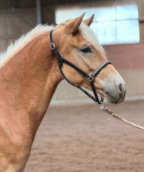Hengstjährling Sporthaflinger, Alenya Shaliya, Konie na sprzedaż, Badbergen