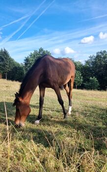 Holsteiner Jährling, Wallach von Million Dollar x Comme il faut, geboren am 25.04.2025, Jens , Konie na sprzedaż, Bodenrode-Westhausen