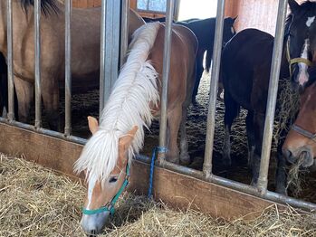 1Jähriger Haflinger Wallach, Elena Gosswiler, Konie na sprzedaż, Thusis