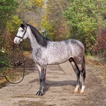 Rodrigó 😇, Fazekas Lajos, Horses For Sale, Hajdúszoboszló 