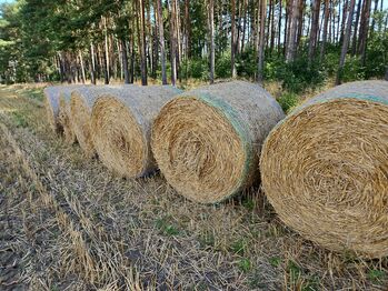 Roggenstroh, Roggenstroh  Rundballen 1,2mx1,4m, Jan Trost, Hay & Straw, Schwarzenbek