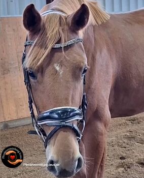 Rohdiamant in der Dressur oder Zucht