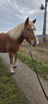 Rohdiamant sucht Lebendsplatz