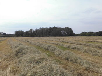 Rundballen Heu Bioheu Pferdeheu Wiesenheu, Rundballen Heu Bioheu Pferdeheu Wiesenheu, Petra, Hay & Straw, Krefeld