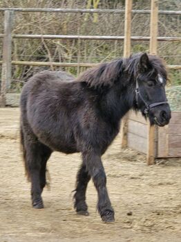 Verkaufe verschiedene pferde, Yvonne , Konie na sprzedaż, Grimma