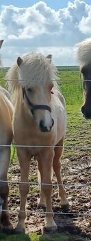 Jährlingshengst von Valgarð frá Kirkjubæ, Marion Rethwisch, Horses For Sale, Nieblum