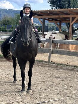 Wallach Quarter/Polo mix, Andrea , Horses For Sale, Tainach