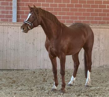 Wallach von Be my Dancer *2023, Janik, Horses For Sale, Bocholt