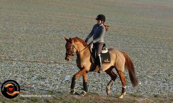 Erfahrene, vielseitige Turnierstute, Katharina Lehmann (Pferdevermittlung Leus), Horses For Sale, Jena
