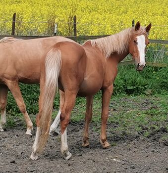 Rohdiamant sucht Künstler, Heike , Horses For Sale, Bosau 