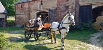 Reitbeteiligung gesucht, Tony-Pauline Drawert , Horse Sharing, Döbeln 