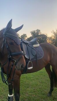 Sattel Kieffer Garmisch Evolution Exclusive VSS, Kieffer, Ansa, All Purpose Saddle, ST. JOHANN