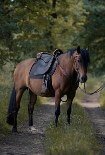 MY-Sattel - die perfekte Sattelalternative zum Westernsattel MY-Sattel Manufaktur PURE WALKING
