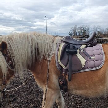 Sattel von Sattelkompass, Sattelkompass  Physioflex , Sabine Romer , Dressage Saddle, Penzing 