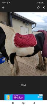 Schabracke, Mustang, Mareen, Dressage Pads, Görlitz